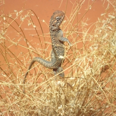 Ctenophorus nuchalis (Central Netted Dragon) at Petermann, NT - 22 Mar 2012 by jksmits