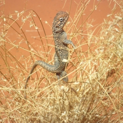 Ctenophorus nuchalis (Central Netted Dragon) at Petermann, NT - 23 Mar 2012 by jks