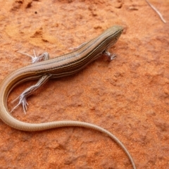 Unidentified Skink at Petermann, NT - 19 Nov 2012 by jksmits