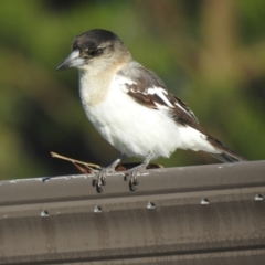 Cracticus nigrogularis (Pied Butcherbird) at Hawks Nest, NSW - 4 Jun 2022 by GlossyGal