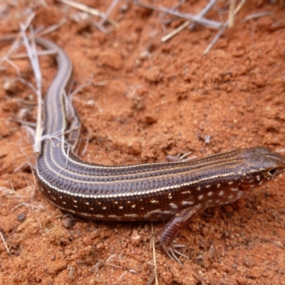 Ctenotus leonhardii (Leonhardi's Skink) at Petermann, NT - 27 Nov 2012 by jks