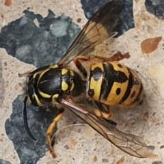 Vespula germanica (German Yellowjacket Wasp (also known as European Wasp)) at Gundaroo, NSW - 7 Jun 2022 by Gunyijan