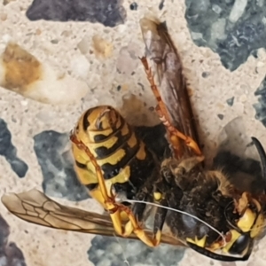 Vespula germanica at Gundaroo, NSW - 7 Jun 2022 11:14 AM