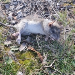 Rattus rattus (Black Rat) at Gundaroo, NSW - 10 Jun 2022 by Gunyijan