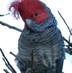 Callocephalon fimbriatum (Gang-gang Cockatoo) at Ainslie, ACT - 8 Jun 2022 by jb2602