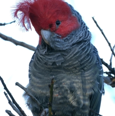 Callocephalon fimbriatum (Gang-gang Cockatoo) at Ainslie, ACT - 9 Jun 2022 by jb2602