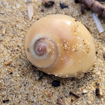 Unidentified Sea Snail or Limpet (Gastropoda) at Surfside, NSW - 11 Jun 2022 by trevorpreston