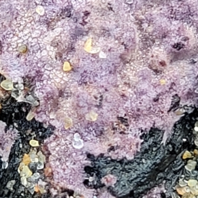 Unverified Lichen, Moss or other Bryophyte at Surfside, NSW - 11 Jun 2022 by trevorpreston