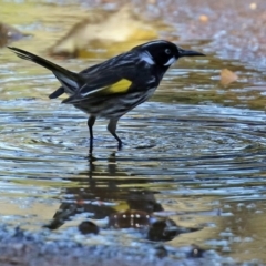 Phylidonyris novaehollandiae (New Holland Honeyeater) at ANBG - 10 Jun 2022 by RodDeb