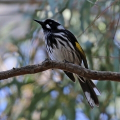 Phylidonyris novaehollandiae at Acton, ACT - 10 Jun 2022