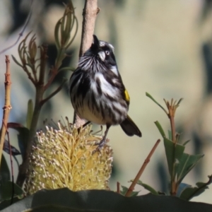 Phylidonyris novaehollandiae at Acton, ACT - 10 Jun 2022