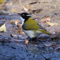 Melithreptus lunatus (White-naped Honeyeater) at ANBG - 10 Jun 2022 by RodDeb