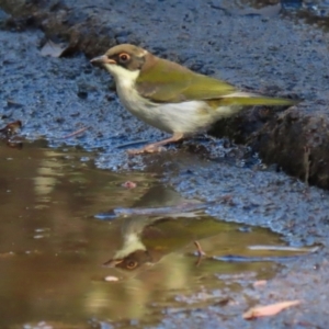 Melithreptus lunatus at Acton, ACT - 10 Jun 2022