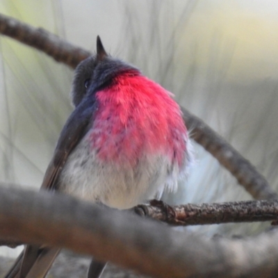 Petroica rosea (Rose Robin) at Acton, ACT - 10 Jun 2022 by RodDeb