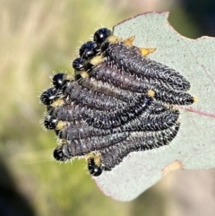 Perga sp. (genus) (Sawfly or Spitfire) at Tennent, ACT - 11 Jun 2022 by SteveBorkowskis