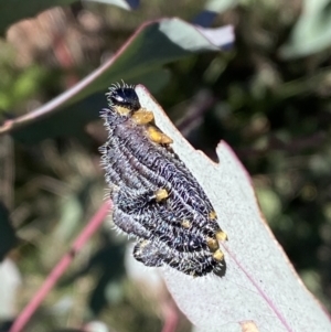 Perga sp. (genus) at Tennent, ACT - 11 Jun 2022