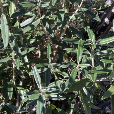 Olearia megalophylla (Large-leaf Daisy-bush) at Tennent, ACT - 11 Jun 2022 by SteveBorkowskis