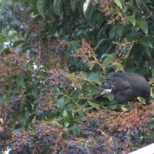 Strepera graculina at Watson, ACT - 11 Jun 2022