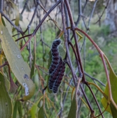 Delias harpalyce at Stromlo, ACT - suppressed