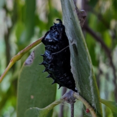 Delias harpalyce at Stromlo, ACT - suppressed