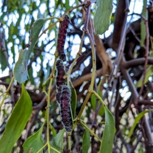 Delias harpalyce at Stromlo, ACT - suppressed