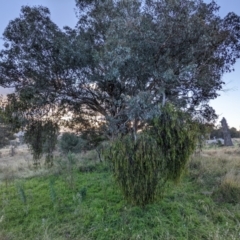 Delias harpalyce at Stromlo, ACT - suppressed