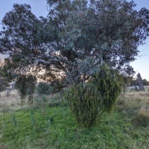 Delias harpalyce at Stromlo, ACT - suppressed