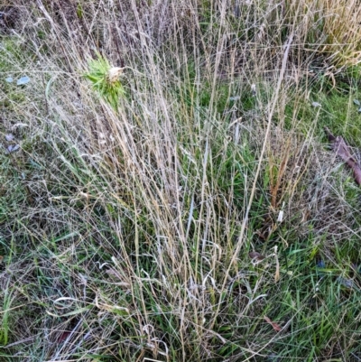 Phalaris aquatica (Phalaris, Australian Canary Grass) at Stromlo, ACT - 11 Jun 2022 by HelenCross