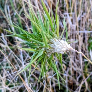 Phalaris aquatica at Stromlo, ACT - 11 Jun 2022