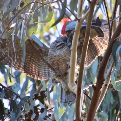 Callocephalon fimbriatum (Gang-gang Cockatoo) at Hughes, ACT - 11 Jun 2022 by LisaH