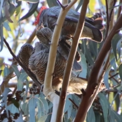 Callocephalon fimbriatum at Hughes, ACT - 11 Jun 2022