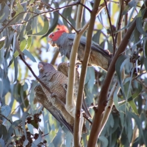 Callocephalon fimbriatum at Hughes, ACT - 11 Jun 2022