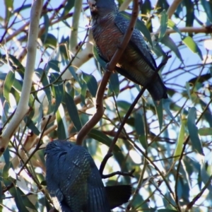 Callocephalon fimbriatum at Hughes, ACT - 11 Jun 2022