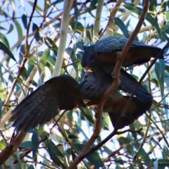 Callocephalon fimbriatum at Hughes, ACT - 11 Jun 2022