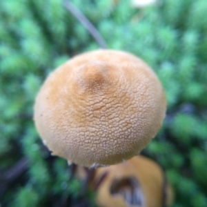 zz agaric (stem; gills white/cream) at Cooma, NSW - 7 Jun 2022 02:18 PM