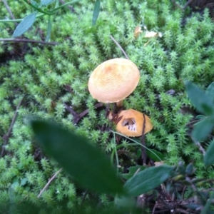 zz agaric (stem; gills white/cream) at Cooma, NSW - 7 Jun 2022 02:18 PM