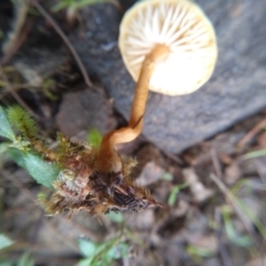 zz agaric (stem; gills white/cream) at Cooma, NSW - 7 Jun 2022 02:18 PM