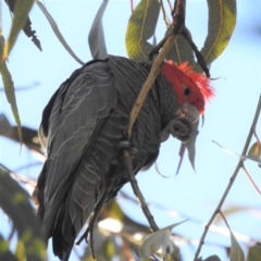 Callocephalon fimbriatum (Gang-gang Cockatoo) at Kambah, ACT - 11 Jun 2022 by HelenCross