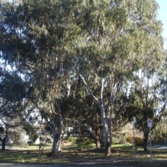 Callocephalon fimbriatum at Kambah, ACT - 11 Jun 2022