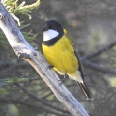 Pachycephala pectoralis (Golden Whistler) at Stromlo, ACT - 11 Jun 2022 by HelenCross