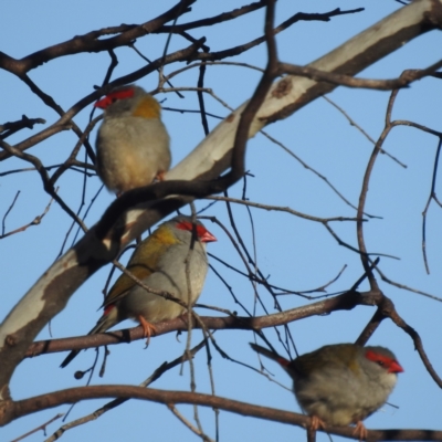 Neochmia temporalis (Red-browed Finch) at Stromlo, ACT - 11 Jun 2022 by HelenCross