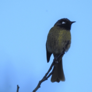 Nesoptilotis leucotis at Stromlo, ACT - 11 Jun 2022