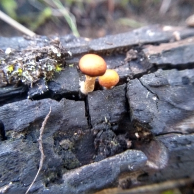 Unidentified Cap on a stem; gills below cap [mushrooms or mushroom-like] at Cooma, NSW - 11 Jun 2022 by mahargiani