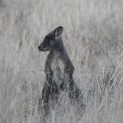 Osphranter robustus (Wallaroo) at Lions Youth Haven - Westwood Farm A.C.T. - 11 Jun 2022 by HelenCross