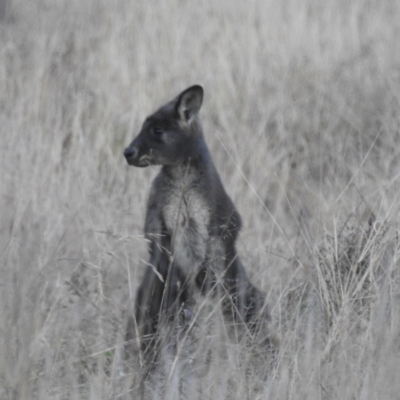 Osphranter robustus (Wallaroo) at Lions Youth Haven - Westwood Farm A.C.T. - 11 Jun 2022 by HelenCross