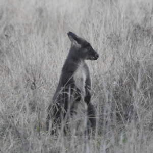 Osphranter robustus at Stromlo, ACT - 11 Jun 2022