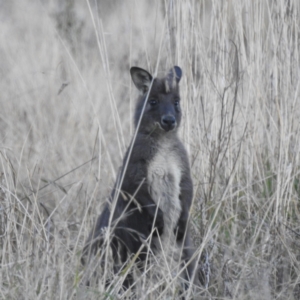 Osphranter robustus at Stromlo, ACT - 11 Jun 2022