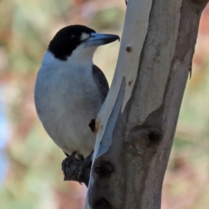 Cracticus torquatus at Macarthur, ACT - 11 Jun 2022