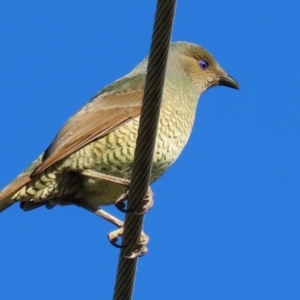 Ptilonorhynchus violaceus at Macarthur, ACT - 11 Jun 2022