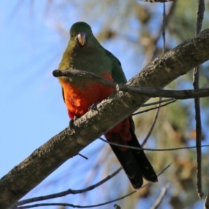 Alisterus scapularis at Macarthur, ACT - 11 Jun 2022